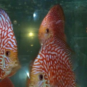 Meet your Posher, Hung